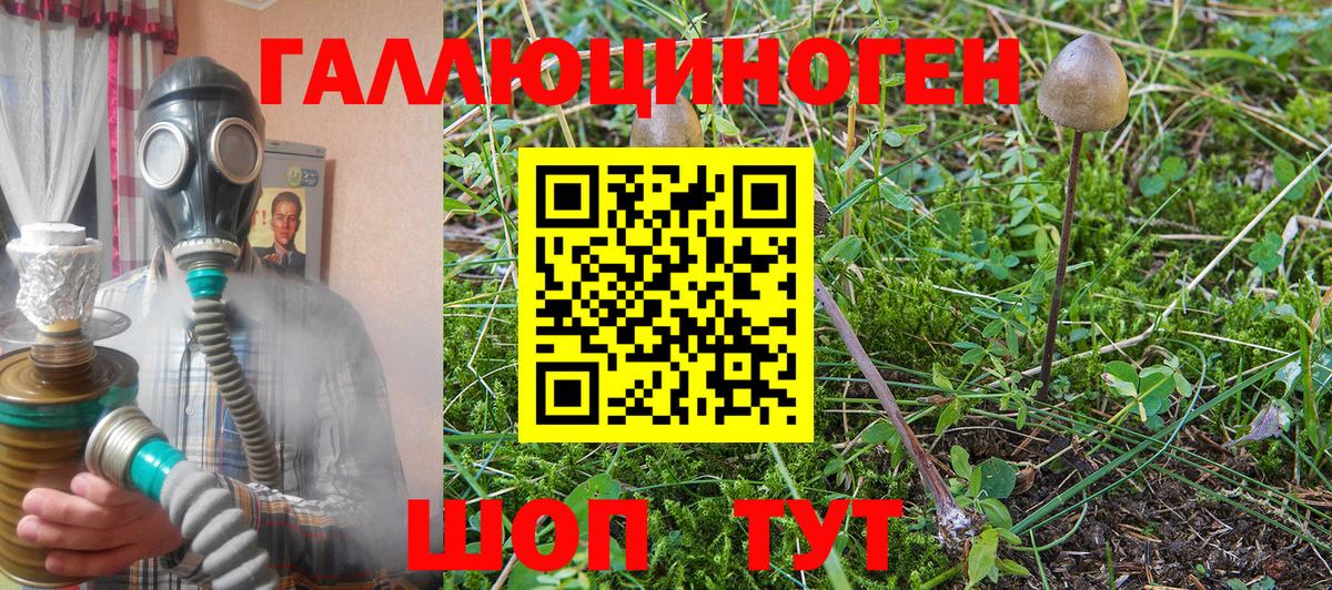 Галлюциногенные грибы Psilocybine cubensis Керчь